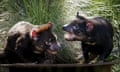 File photo of Tasmanian devils in their enclosure at the Aussie Ark sanctuary in Barrington Tops, Australia