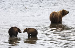 uma ursa marrom com filhotes no Lago Kurilskoye, na Reserva Natural Federal Tikhon Shpilenok de Kamchatka do Sul