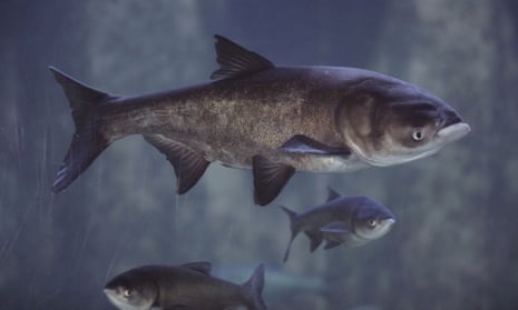 Asian carp can weigh up to 100lbs and often outcompete other fish.