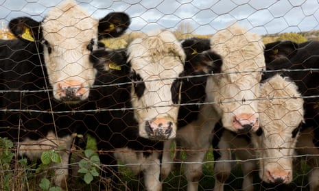 Curious one year-old bulls peer through a wire fence in Wrington, North Somerset.