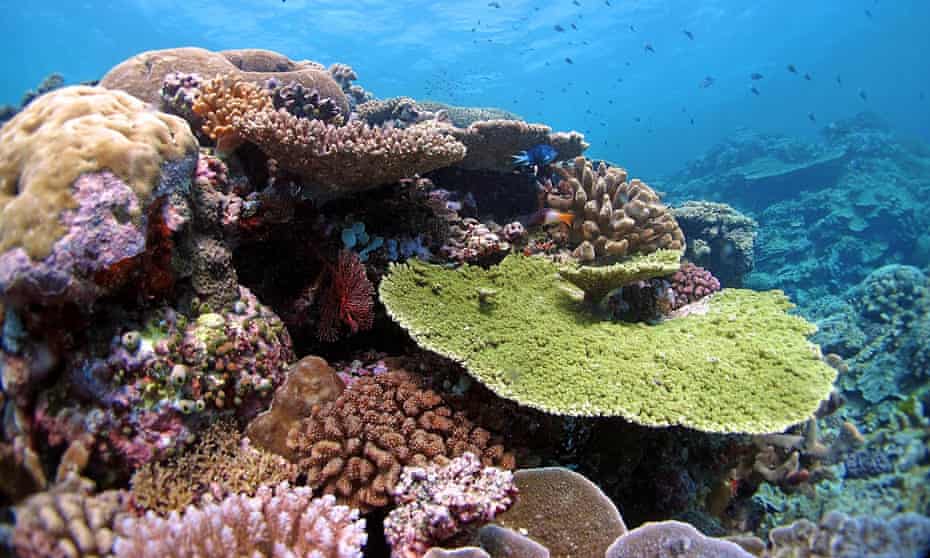 Reefs in the far northern sector of the Great Barrier Reef in very good condition