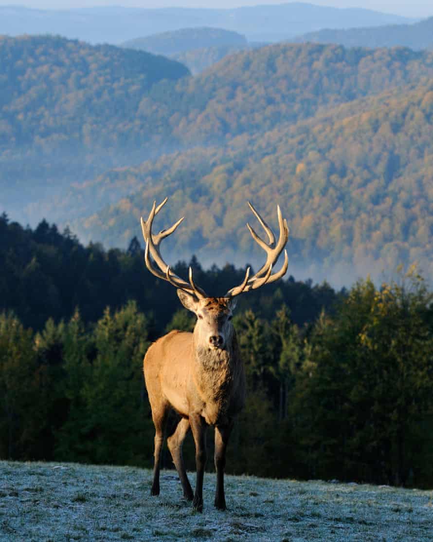 Red deer (Cervus elaphus) standing on meadow near Bavarian Forest