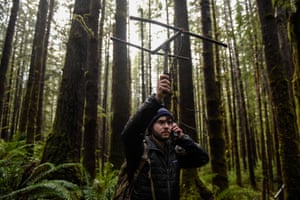 Read Barbee, 23, a field technician and member of the Olympic Cougar Project, tracks Lilu. Howling hounds picked up a cougar’s scent and led researchers deep into the forest