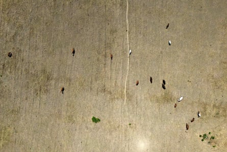 Aerial view of cows in a dry field