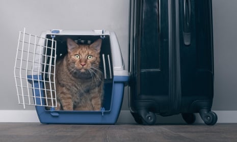 Ginger cat in a pet carrier next to a suitcase.