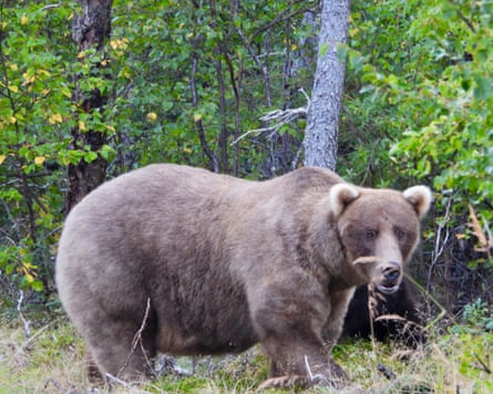 a fat bear
