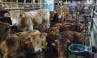 Cattle stranded on ship in Spain must be destroyed, say vets