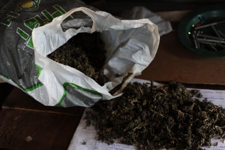 Part of Tebogo Mohale’s 2022 cannabis harvest