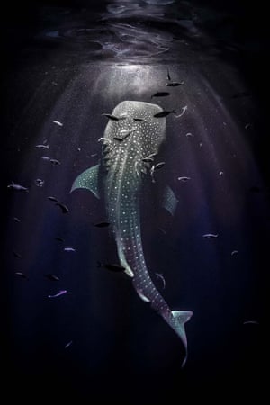 Runner-up, The Underwater World: Tobias Friedrich (Germany), Nocturnal encounter, whale shark