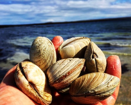 Shellfish foraging with Galloway Wild Foods
