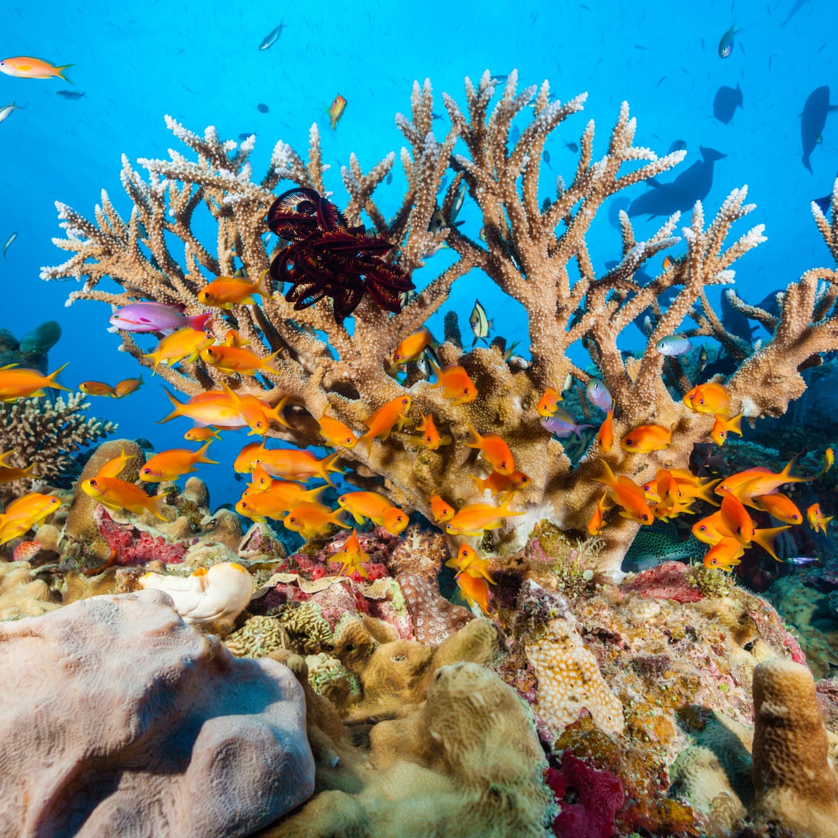 Great Barrier Reef Faces Dire Threat With 2c Global Warming Un Report Says Intergovernmental Panel On Climate Change Ipcc The Guardian Great Barrier Reef Faces Dire Threat With 2c Global Warming Un Report Says Intergovernmental Panel On Climate Change Ipcc The Guardian