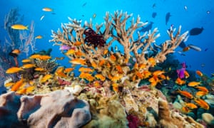 Reef scientists were told they should make ‘trade-offs’ with the Great Barrier Reef Foundation.