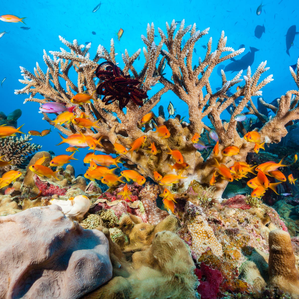 Un Environment Warning 10 Key Points And What Australia Must Do Biodiversity The Guardian