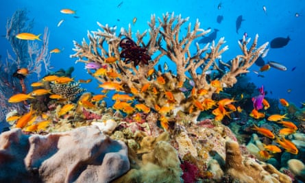 The coral habitats of the Great Barrier Reef are under threat from ocean acidification.
