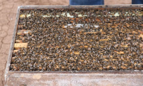 Bees are transferred for transport in the pollination season