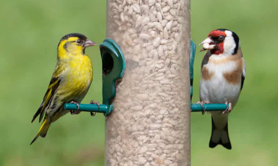 Male siskin and goldfinch on a seed feeder.