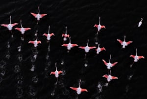 Flamingos fly with their pink wings and necks outstretched; they appear in strong contrast to the dark, almost black water below