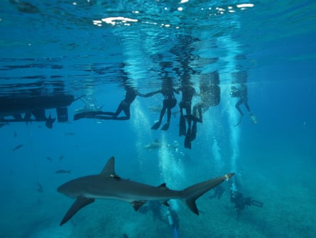 Celebrities in the sea with sharks