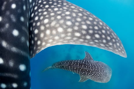 Whale sharks, photographed in the Philippines.