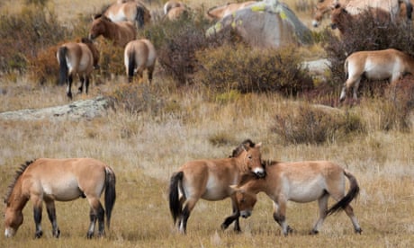 Een groep wilde Przewalski-hengsten in het nationale park Hustai, Mongolië.