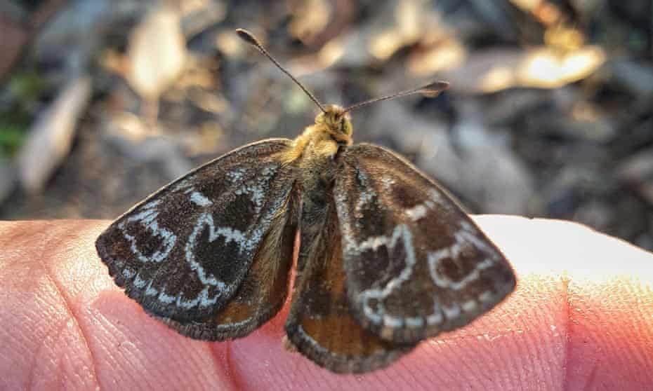 The critically endangered Australian golden sun moth (Synemon plana) found in Wangaratta in Victoria in December