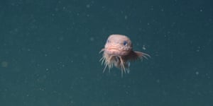 The Bumpy snailfish. Scientists at Monterey Bay Aquarium Research Institut have identified three new species of deep-sea snailfish, including the strikingly pink “bumpy snailfish,”. Researchers were exploring Monterey Canyon, approximately 100km offshore the coast of central California using a remotely operated vehicle when they found the unique pink snailfish swimming just above the seafloor. It was a species previously unknown to science and researcher have just published their findings