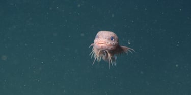 Say hello to the bumpy snailfish – a newly discovered species of deep-sea creature, photographed by a remotely operated vehicle more than 3km underwater off the coast of California. With its big blue eyes and winning smile, the little snailfish was an instant online hit. Asked to comment, the lead researcher told the New York Times that the newcomer was “pretty adorable”