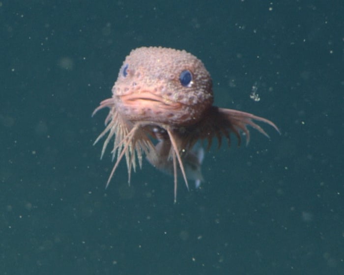 Week in wildlife: a bumpy snailfish, a slow loris and a whistle pig