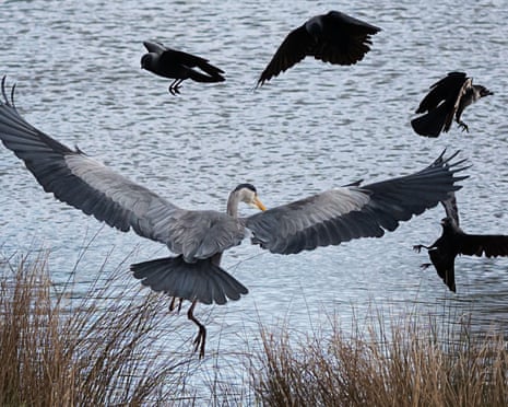 Grey heron in flight attacking a small group of crows.