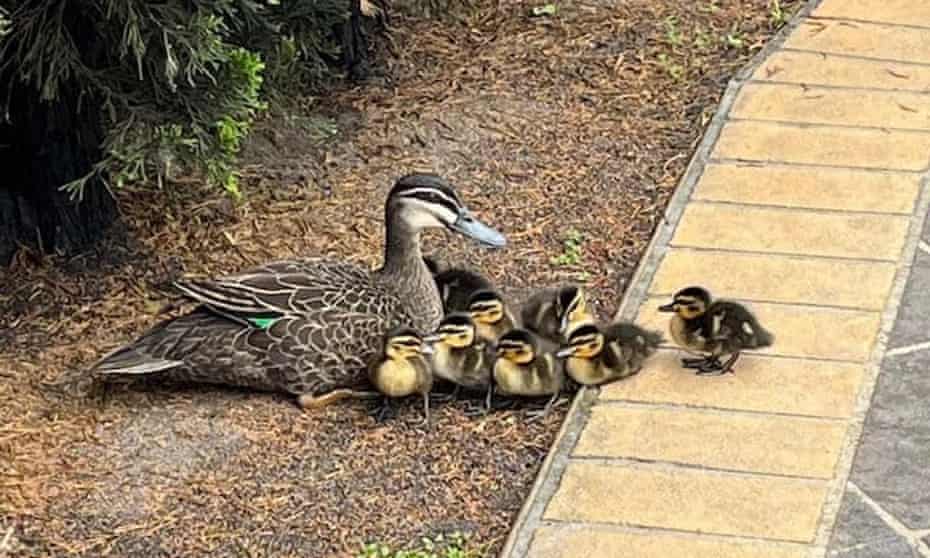 Pacific black ducks in Melbourne