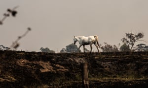 A horse walks through its charred paddock in Hillville, NSW.