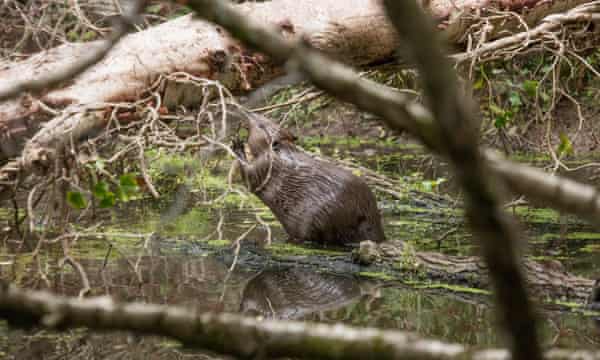 Beaver gnawing tree bark within the enclosure on Holnicote Estate