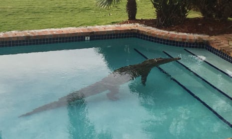 The American crocodile found floating in this backyard pool is designated as a threatened species.