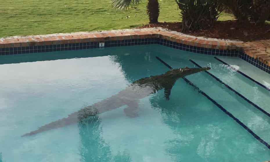 The American crocodile found floating in this backyard pool is designated as a threatened species.