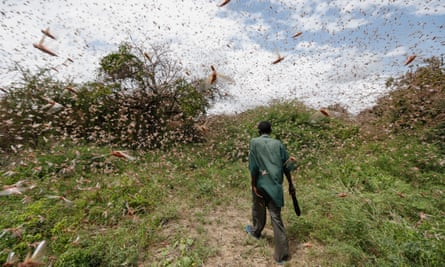 A man walks through a swarm of desert locusts near Kitui county, east of NairobiKenya.