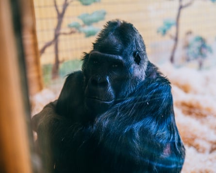 Tony the gorilla at Kyiv zoo