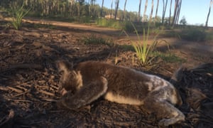 A dead koala on land cleared in Queensland.