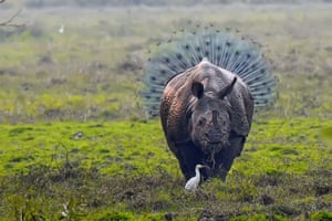 A rhinoceros in a tutu is in fact standing in front of a peacock
