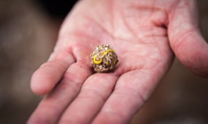 Depressing sign of the times: a pellet of undigested food containing a new yellow elastic band, collected from Mullion island