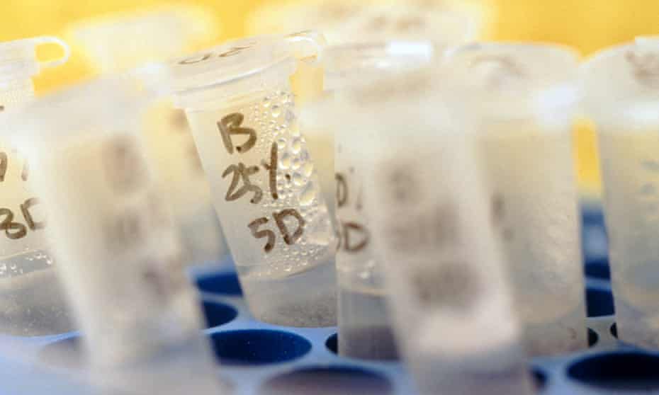 Testtubes used in genetic research
