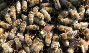 The perfect sting … forty hives were stolen in Oxfordshire.