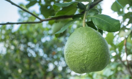 A large pomelo hangs in a tree