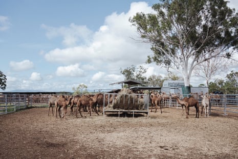 Camels in yard
