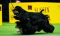 Micha, a Black Cocker Spaniel from Lynnfield, Massachusetts, won the Sporting group at the 148th Westminster Kennel Club Dog Show on Tuesday night at Arthur Ashe Stadium.