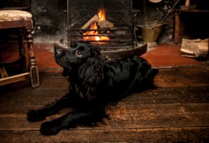 Harvey at The Cat Inn, West Sussex