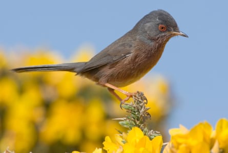 Dartford Warblers are expected to do well in the reserve.