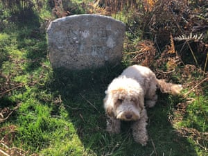 The East Birch Tor mine boundary stone on one of the old mining gullies at Headland Warren, guarded by a not very fearsome hound.