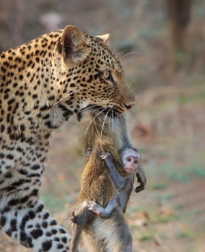 Guest Judge Ami Vitale’s Winner Shafeeq Mulla, ZambiaAn unforgiving kingdom.A leopard known as Olimba carries the carcass of a female vervet monkey with its baby still hanging on for dear life.