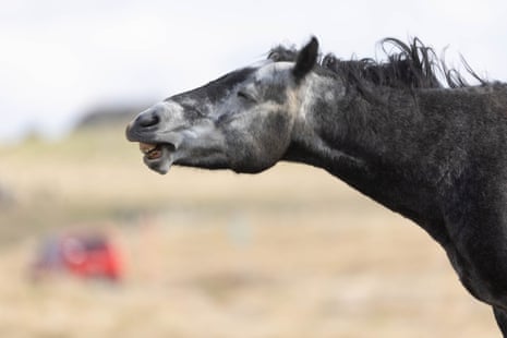 A brumby in Kosciuszko national park.