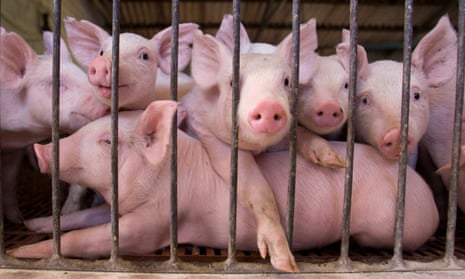 Piglets look out from a fence at Cabanas Argentinas del Sol pig farm in Marcos Paz, Argentina